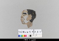 藏品(中國湖北皮影戲偶頭-生)的圖片